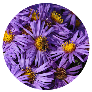Five Sisters Garden Kit, NEW! (5 different plants that are beautiful together!)