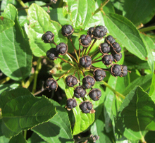 Load image into Gallery viewer, New Jersey Tea (Gallon) freeshipping - Rochester Pollinators
