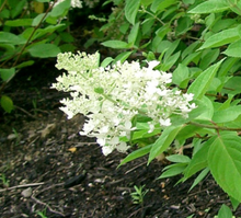 Load image into Gallery viewer, New Jersey Tea (Gallon) freeshipping - Rochester Pollinators
