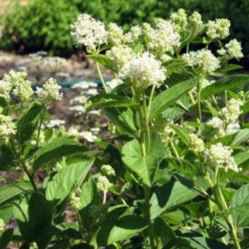 New Jersey Tea (Gallon) freeshipping - Rochester Pollinators