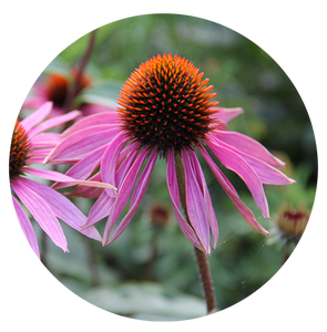 Purple Coneflower (2" pot) freeshipping - Rochester Pollinators