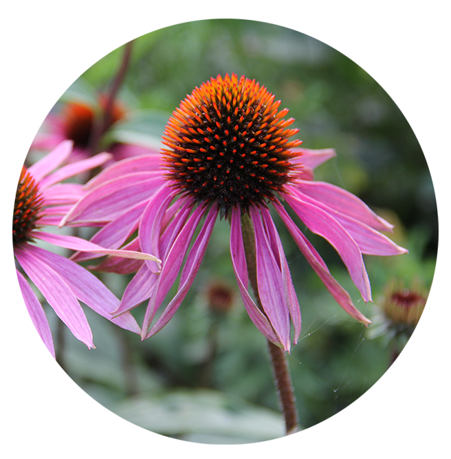 Purple Coneflower (2" pot) freeshipping - Rochester Pollinators