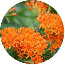 Load image into Gallery viewer, Monarch Buffet Seed Collection
