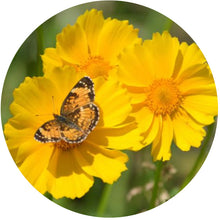 Load image into Gallery viewer, NEW! High and Dry Native Garden Kit (16 plants)
