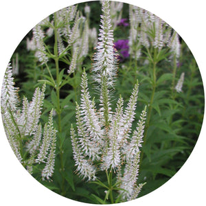 Let it Rain! Rain Garden Kit (20 plants)
