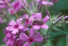 Load image into Gallery viewer, Prairie Phlox (2.5" prem.)
