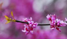 Load image into Gallery viewer, Eastern Red Bud Tree (Quart)
