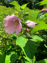 Load image into Gallery viewer, Rose Mallow (2.5" prem.)
