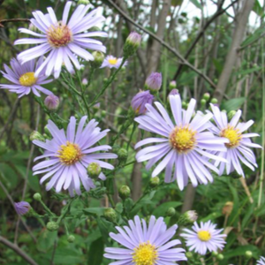 Smooth Aster
