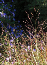 Load image into Gallery viewer, Tall grass with blue flowers in a natural setting
