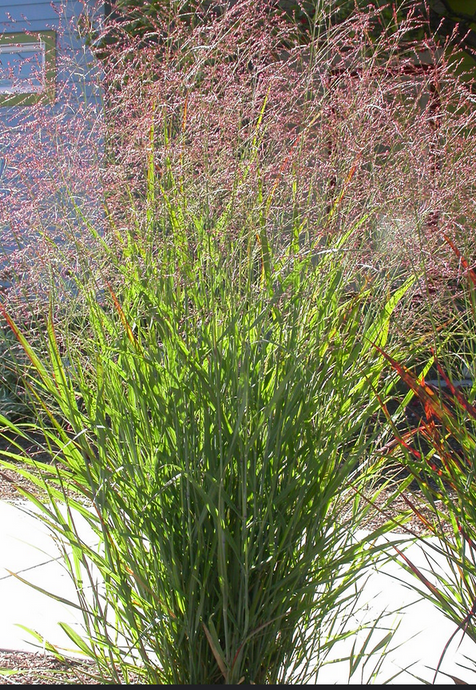 Native grass with a blurred background