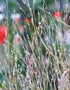 Switchgrass (2")