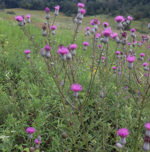 Load image into Gallery viewer, Fen Thistle
