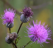 Load image into Gallery viewer, Fen Thistle
