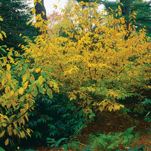 Load image into Gallery viewer, Spicebush (Gal) (Reserved for Spec orders)
