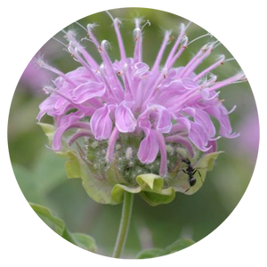 NEW! High and Dry Native Garden Kit (16 plants)