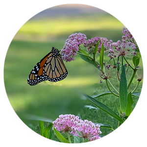 Monarch butterfly drinking nector from a milkweed flower