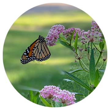 Monarch butterfly drinking nector from a milkweed flower