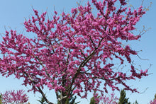 Load image into Gallery viewer, Eastern Red Bud Tree (Quart)
