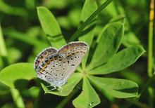 Load image into Gallery viewer, Wild Lupine Flower Seeds (Lupinus perennis)
