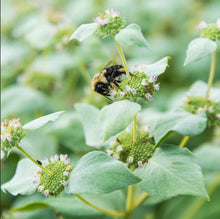 Load image into Gallery viewer, Mountain Mint (2&quot; pot)
