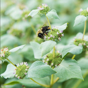 Mountain Mint (2" pot)