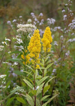Load image into Gallery viewer, Showy Goldenrod (2&quot; pot) freeshipping - Rochester Pollinators
