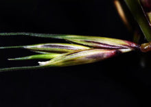 Load image into Gallery viewer, Bottlebrush Grass (2")
