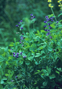 Blue Wild Indigo (2.5" Premium) freeshipping - Rochester Pollinators