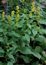 Load image into Gallery viewer, Zigzag Goldenrod (2&quot;)
