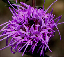 Load image into Gallery viewer, Northern Blazing Star (2&quot;)
