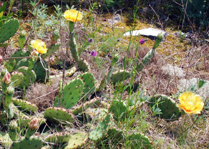 Eastern Prickly Pear (2" premium)