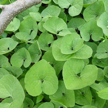 Load image into Gallery viewer, Wild Ginger (2.5&quot; prem.)
