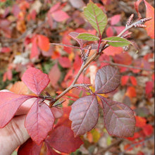 Load image into Gallery viewer, Fragrant Sumac (Gallon)
