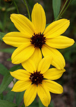 Load image into Gallery viewer, Tall Tickseed (2" pot) freeshipping - Rochester Pollinators
