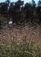 Load image into Gallery viewer, Switchgrass (2&quot; pot) freeshipping - Rochester Pollinators

