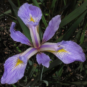 Blue Flag Iris (2"pot) freeshipping - Rochester Pollinators
