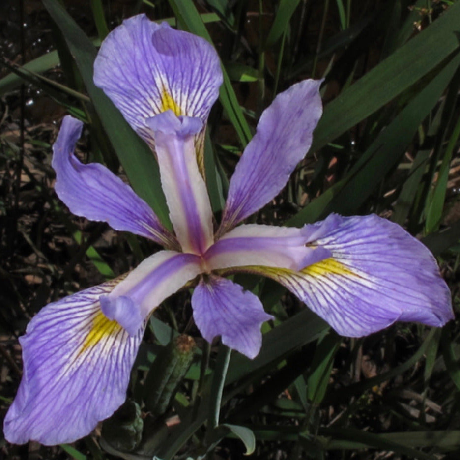Blue Flag Iris (2