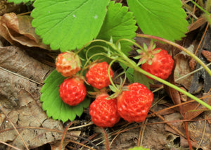 Wild Strawberry (2" pot) freeshipping - Rochester Pollinators