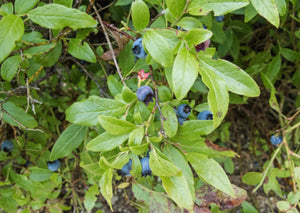 Lowbush Blueberry (Gallon) freeshipping - Rochester Pollinators