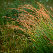 Load image into Gallery viewer, Switchgrass (2&quot; pot) freeshipping - Rochester Pollinators
