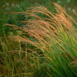 Switchgrass (2" pot) freeshipping - Rochester Pollinators
