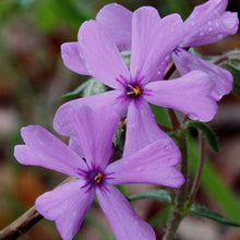 Load image into Gallery viewer, Prairie Phlox (2.5&quot; Premium) freeshipping - Rochester Pollinators
