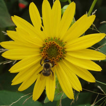 Load image into Gallery viewer, Cup Plant freeshipping - Rochester Pollinators
