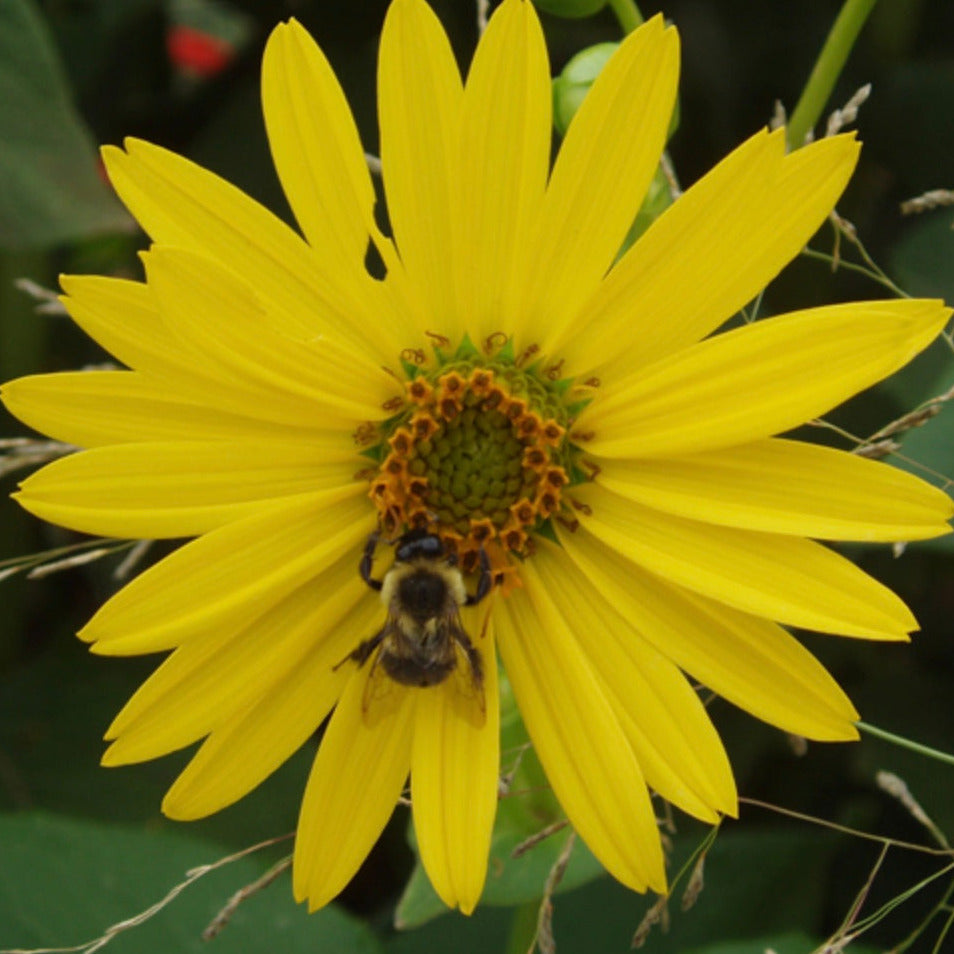 Cup Plant freeshipping - Rochester Pollinators