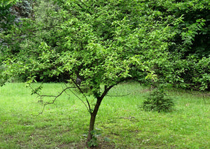 Wild Plum (Gallon)