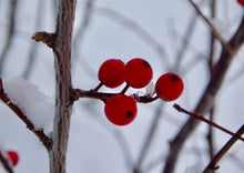Load image into Gallery viewer, Michigan Holly or Winterberry (gallon)
