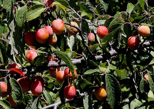 Wild Plum (Gallon)