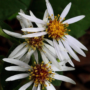 Big Leaf Aster (2" pot) freeshipping - Rochester Pollinators