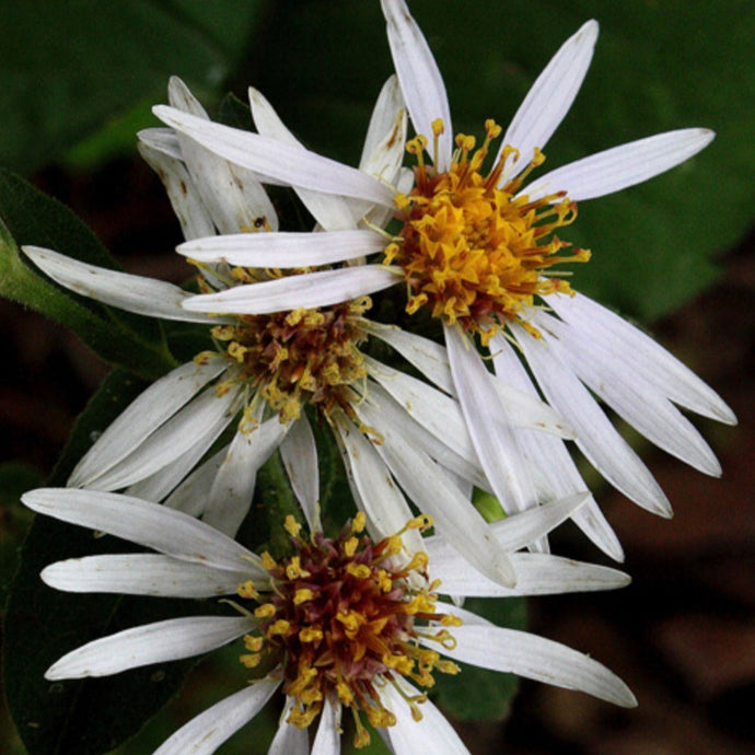 Big Leaf Aster (2